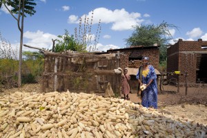 Cosecha de Maiz en la localidad de Babati, Tanzania J.Marcos