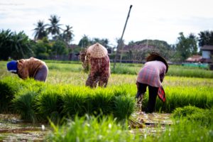 pexels mongkon duangkhiew 8703374